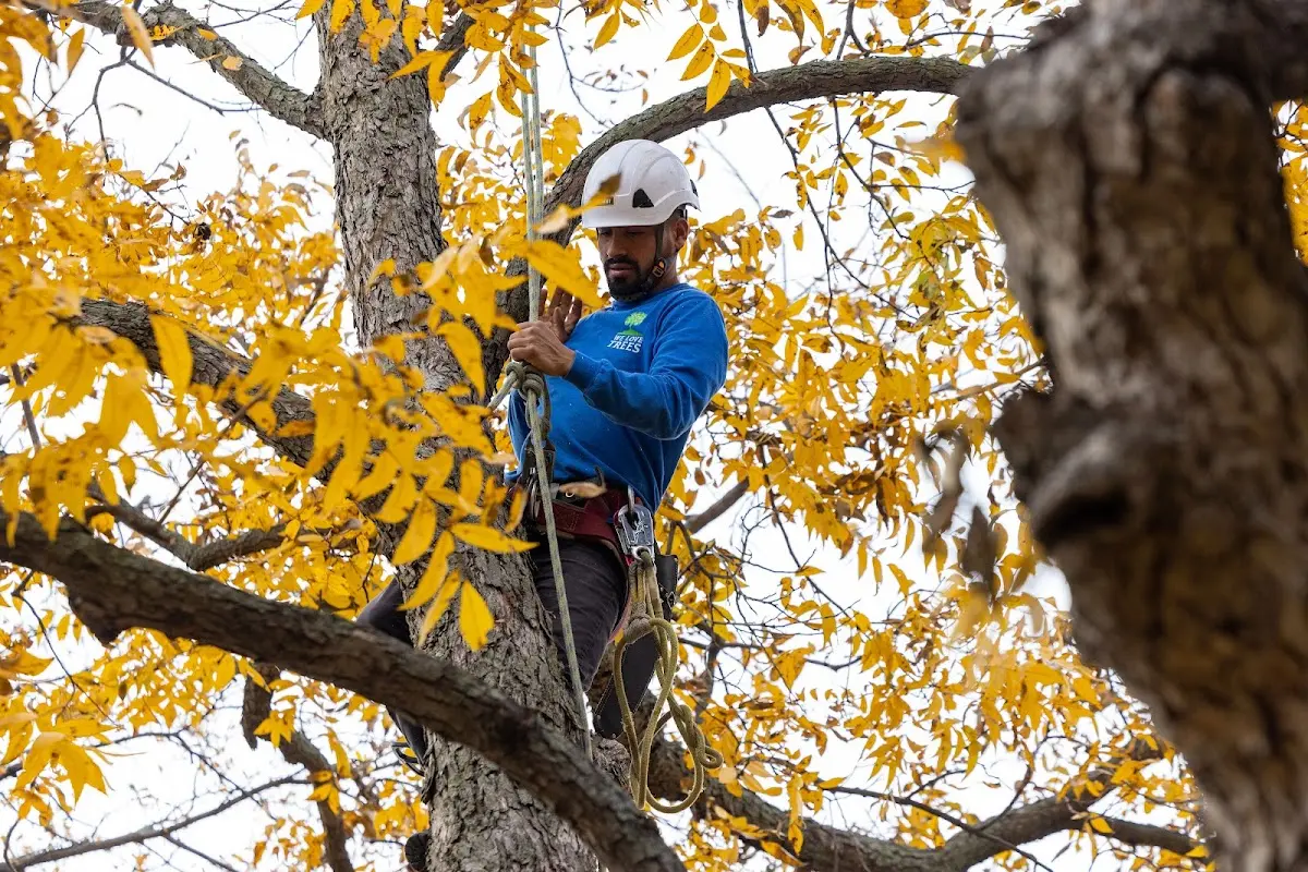 Skilled Storm Damage Cleanup crew working in Gowen